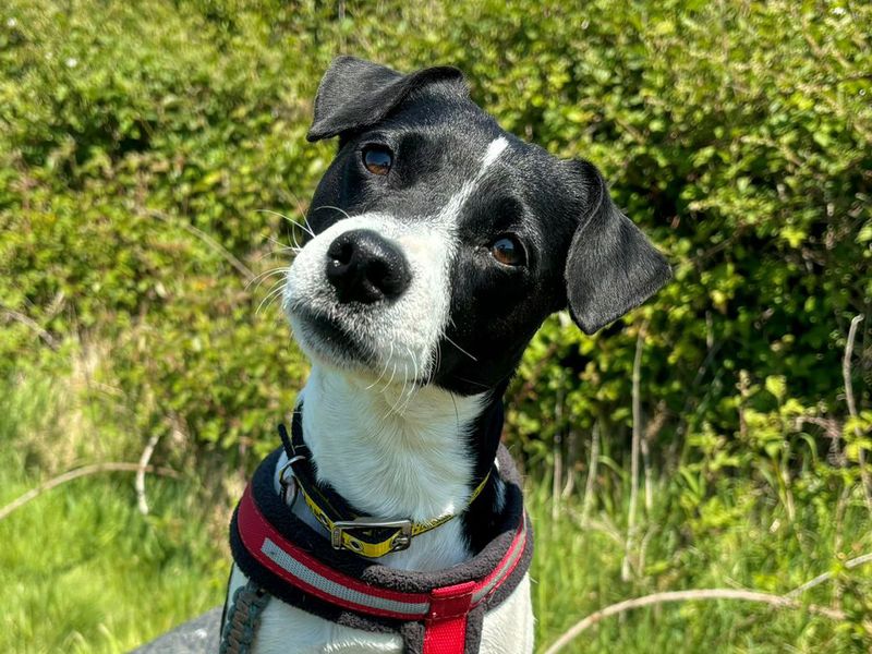 Tilly for sale in Leeds, Yorkshire