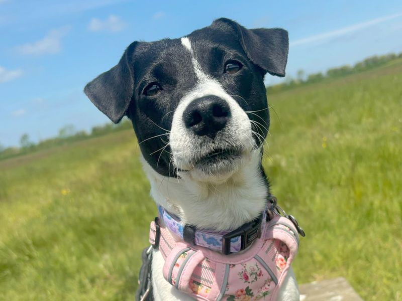 Tilly for sale in Leeds, Yorkshire | Image 2