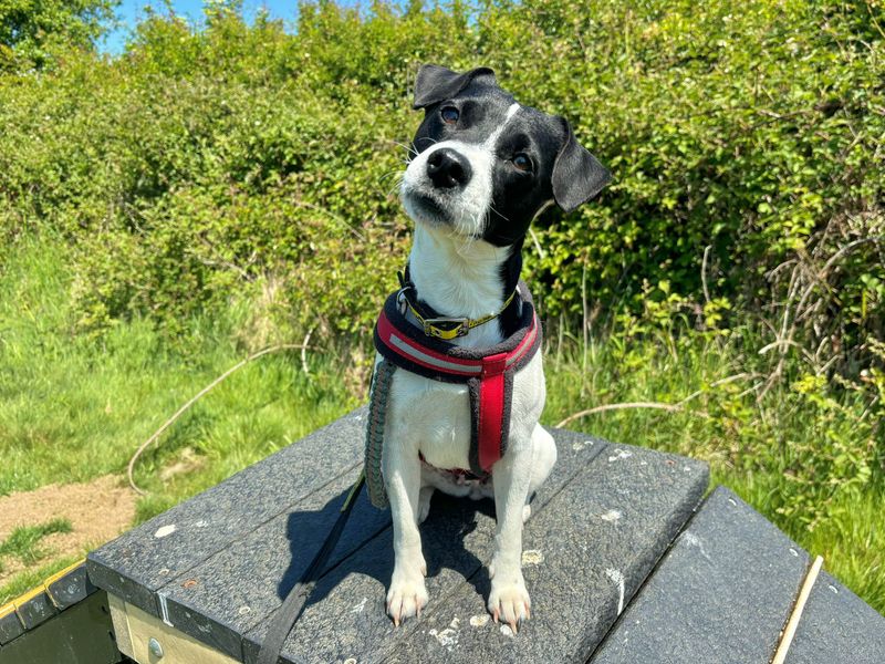 Tilly for sale in Leeds, Yorkshire | Image 3