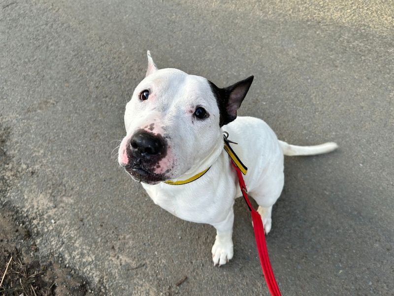 Staffordshire Bull Terrier for adoption in Snetterton, Norfolk – 4 years old - Image 2 of 3