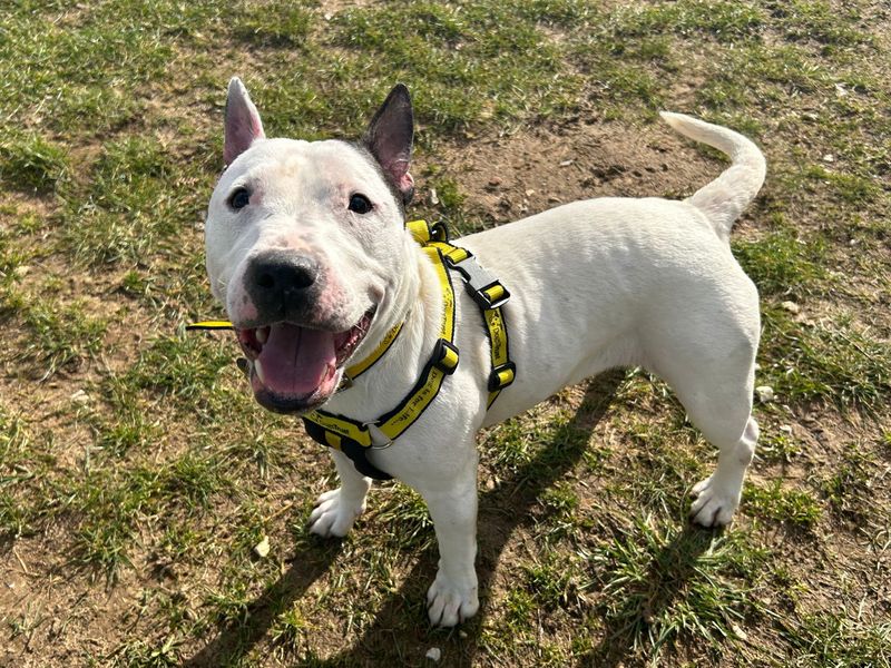 Staffordshire Bull Terrier for adoption in Snetterton, Norfolk – 4 years old - Image 3 of 3