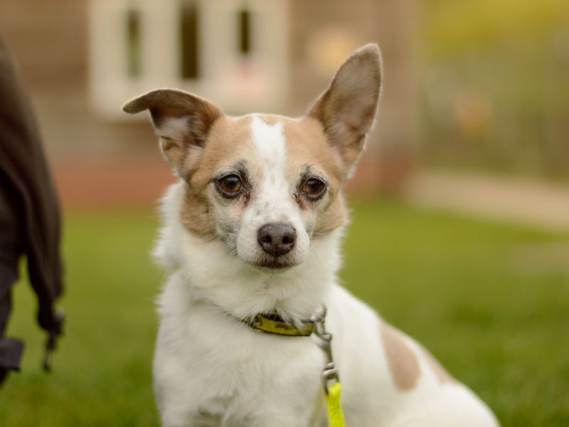 Bella for sale in Kenilworth, Warks | Image 2