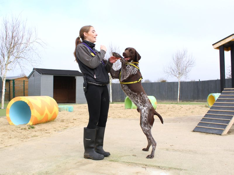 Hunter for sale in Shoreham by Sea, West Sussex - Image 3
