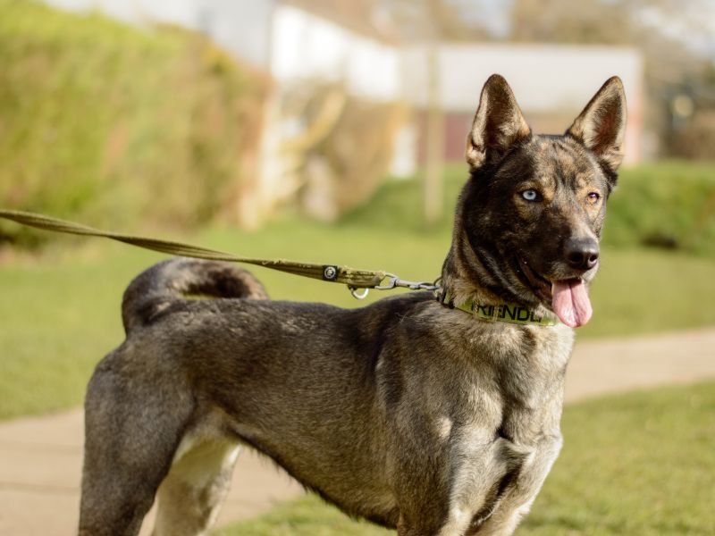 German Shepherd for adoption in Kenilworth, Warwickshire – 4 years old - Image 5 of 5