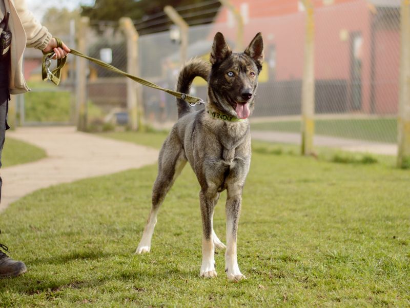 Skippy | German Shepherd Dog Cross | Kenilworth (West Midlands) - 1