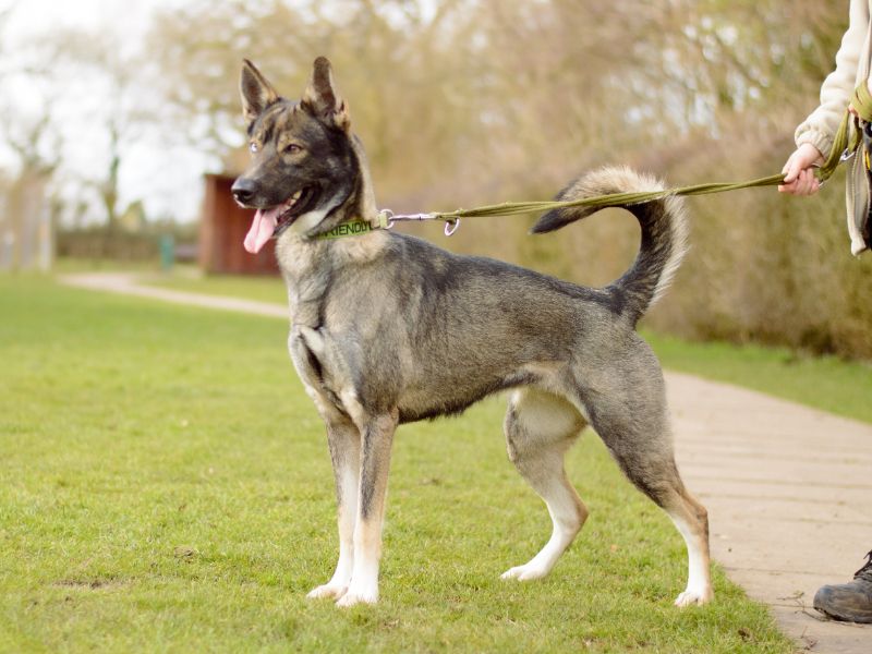 Skippy for sale in Kenilworth, Warks - Image 4