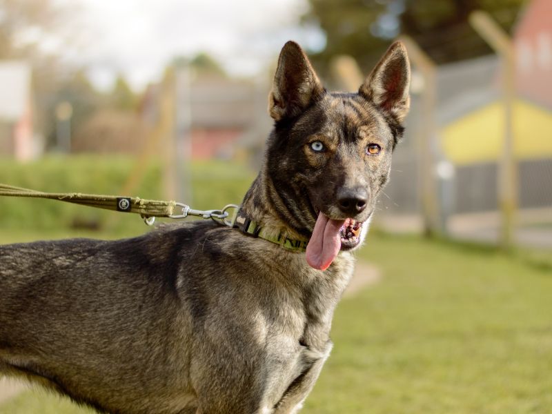 German Shepherd for adoption in Kenilworth, Warwickshire – 4 years old - Image 2 of 5