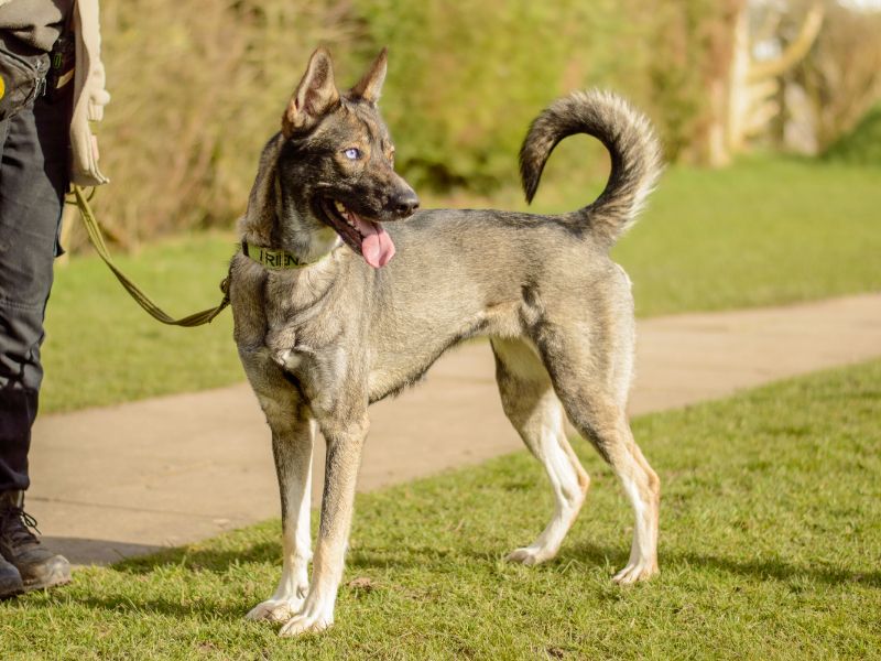 German Shepherd for adoption in Kenilworth, Warwickshire – 4 years old - Image 3 of 5