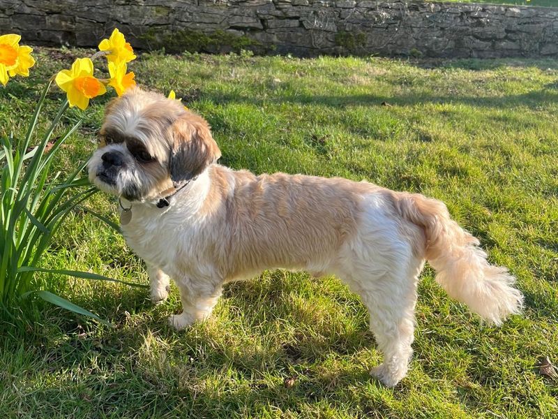 Gizmo for sale in Newbury, Berks - Image 2