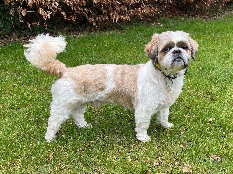 Gizmo for sale in Newbury, Berks - Image 3