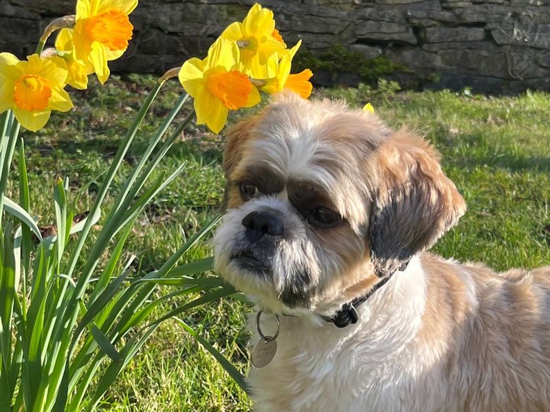 Gizmo for sale in Newbury, Berks