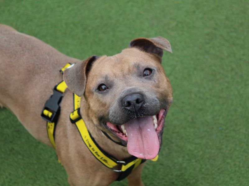 Ivy | Terrier (Staffordshire Bull) Cross | Glasgow - 1