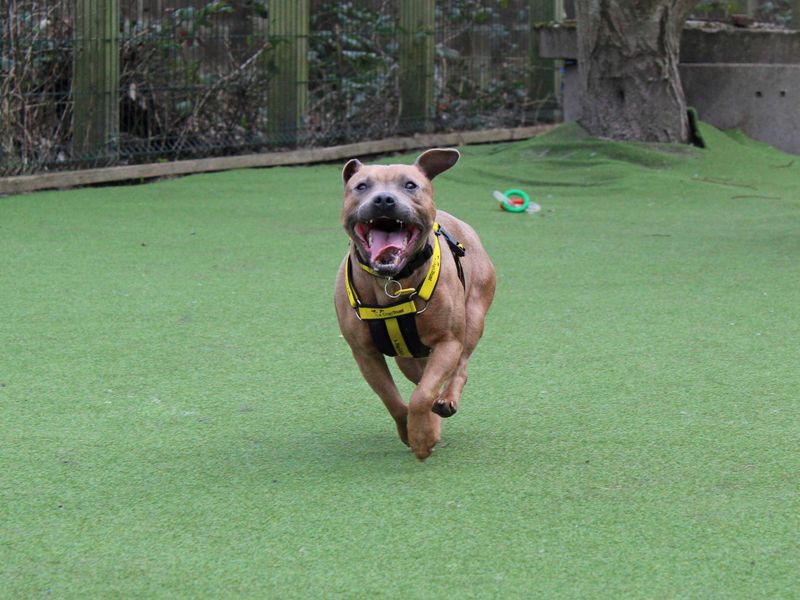 Staffordshire Bull Terrier for adoption in Glasgow, Scotland – 3 years old - Image 4 of 4
