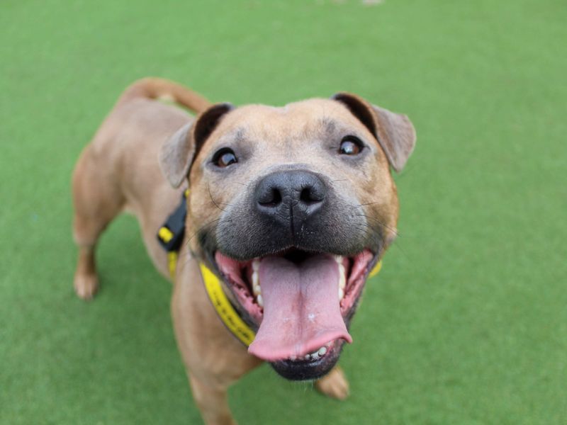 Staffordshire Bull Terrier for adoption in Glasgow, Scotland – 3 years old - Image 2 of 4