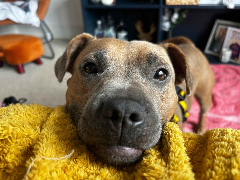 Ivy | Terrier (Staffordshire Bull) Cross | Glasgow - 1