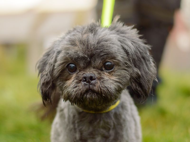 Shortie for sale in Kenilworth, Warks