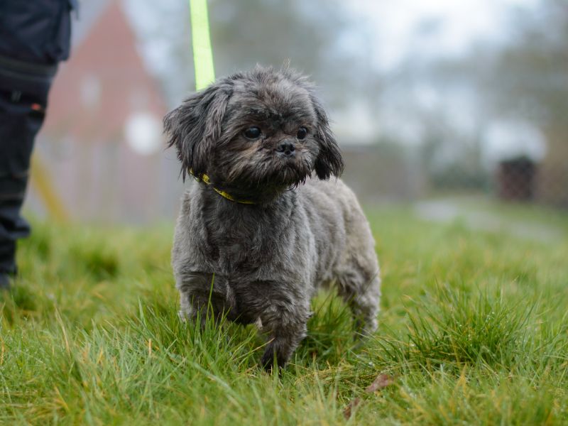 Shih Tzu for adoption in Kenilworth, Warks – 9 years old - Image 2 of 3