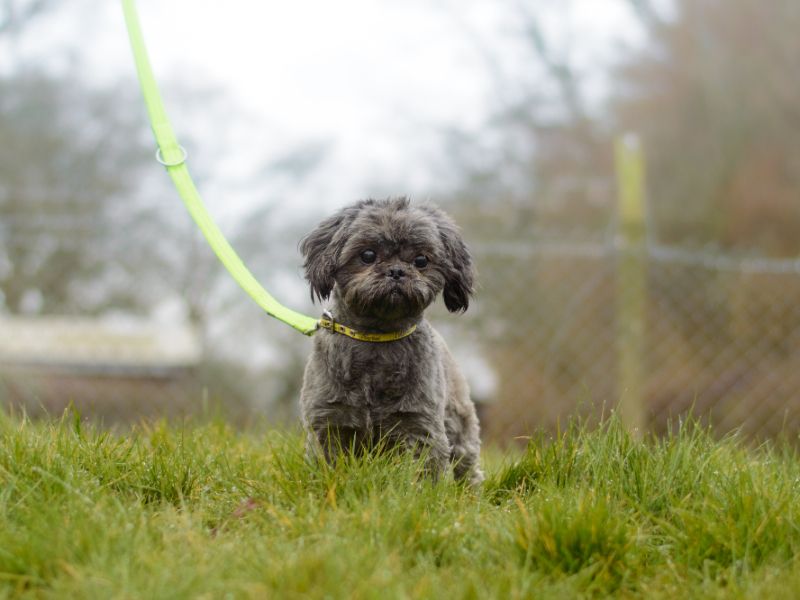 Shih Tzu for adoption in Kenilworth, Warks – 9 years old - Image 3 of 3