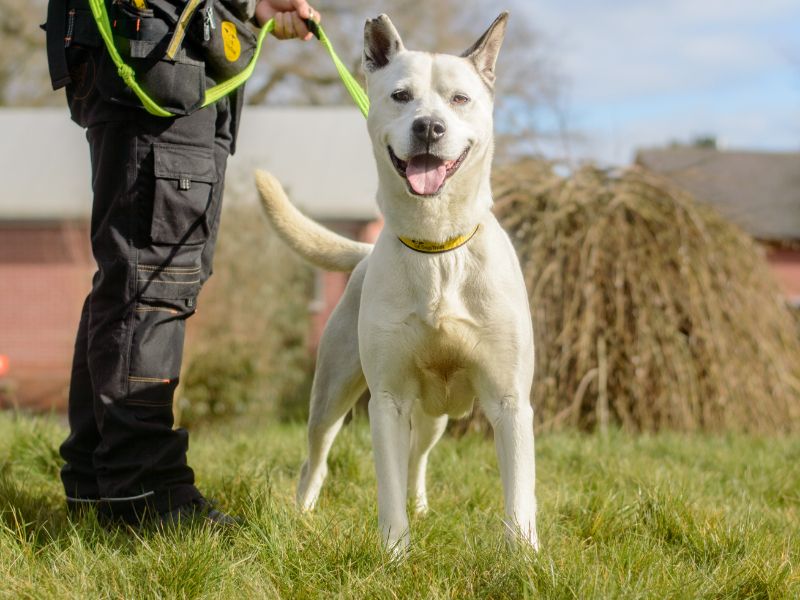 Lennon - Image 5 of 6