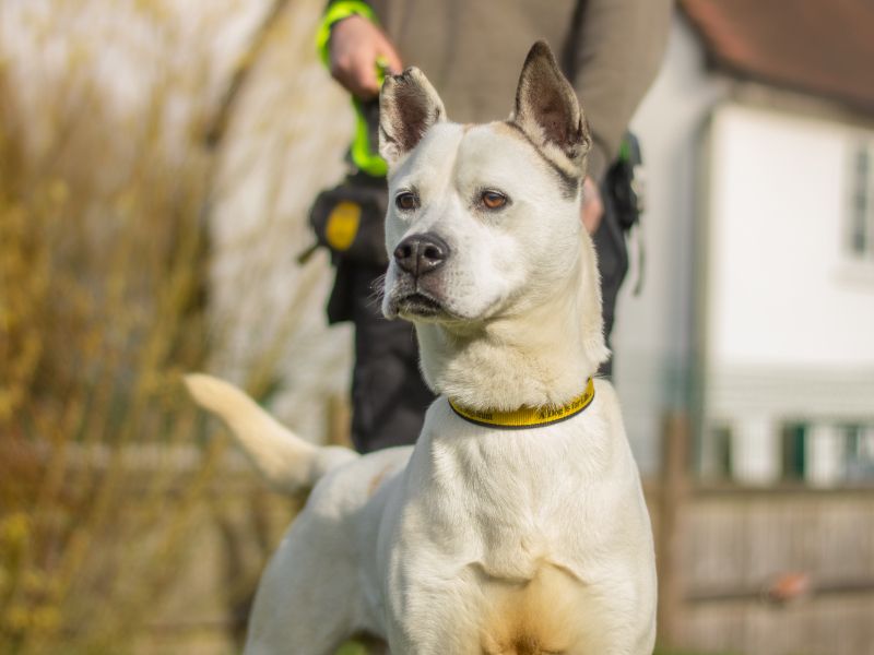 undefined | Siberian Husky Cross | undefined - 7
