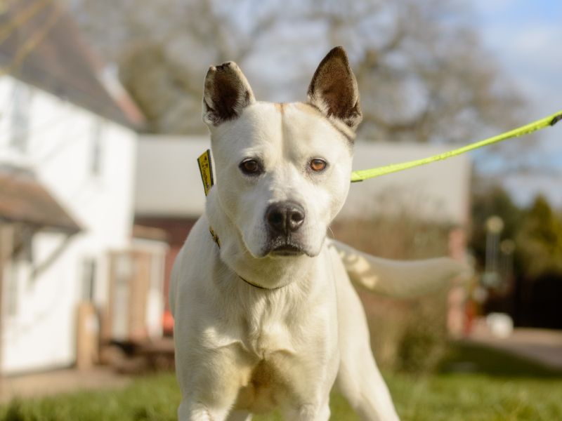 Lennon | Siberian Husky Cross | Kenilworth (West Midlands) - 1