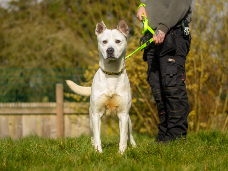 Lennon - Image 6 of 6