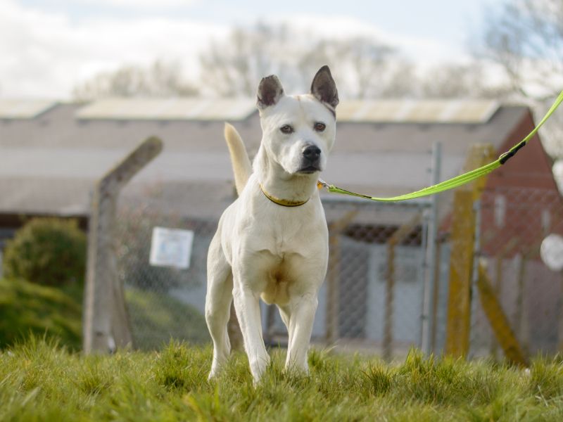 Lennon - Image 4 of 6