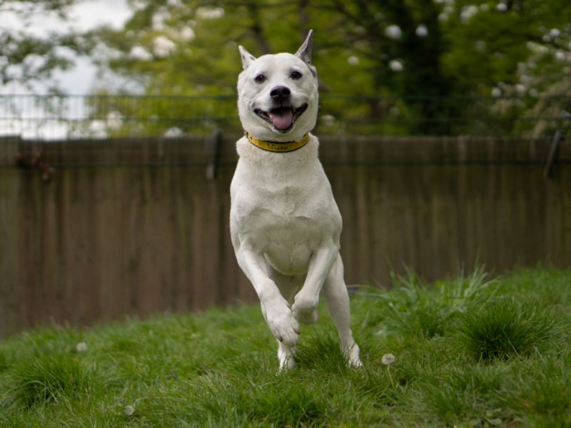 undefined | Siberian Husky Cross | undefined - 4