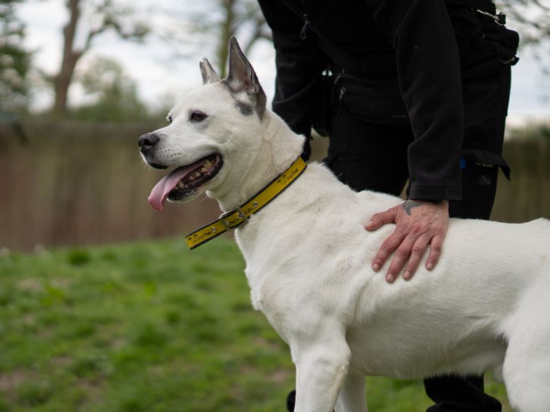 undefined | Siberian Husky Cross | undefined - 9