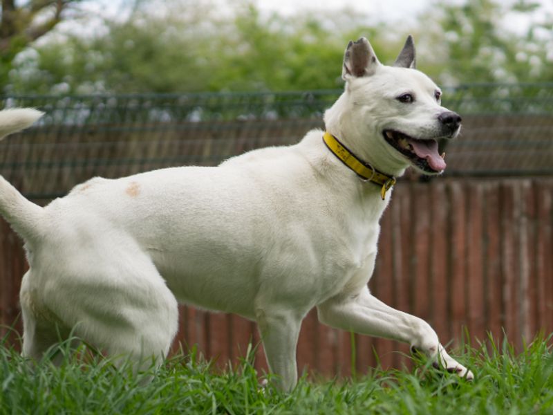 undefined | Siberian Husky Cross | undefined - 2