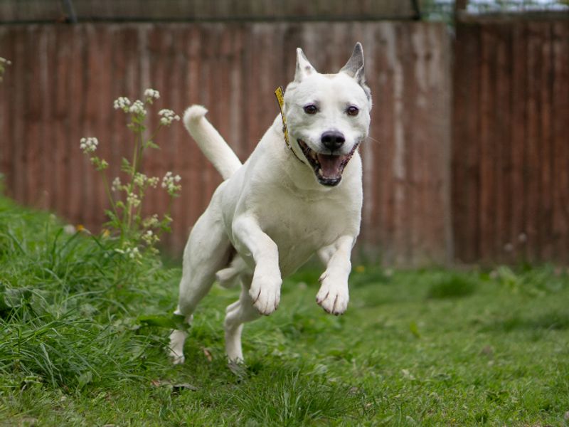 undefined | Siberian Husky Cross | undefined - 8