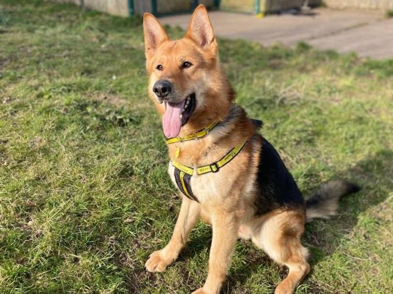 German Shepherd for adoption in Telford, Shropshire – 4 years old - Image 5 of 6
