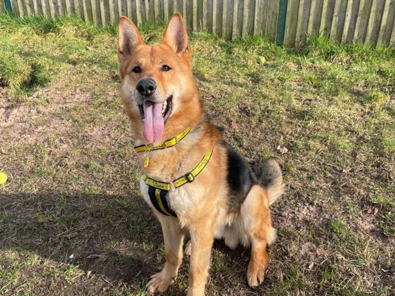 German Shepherd for adoption in Telford, Shropshire – 4 years old - Image 6 of 6