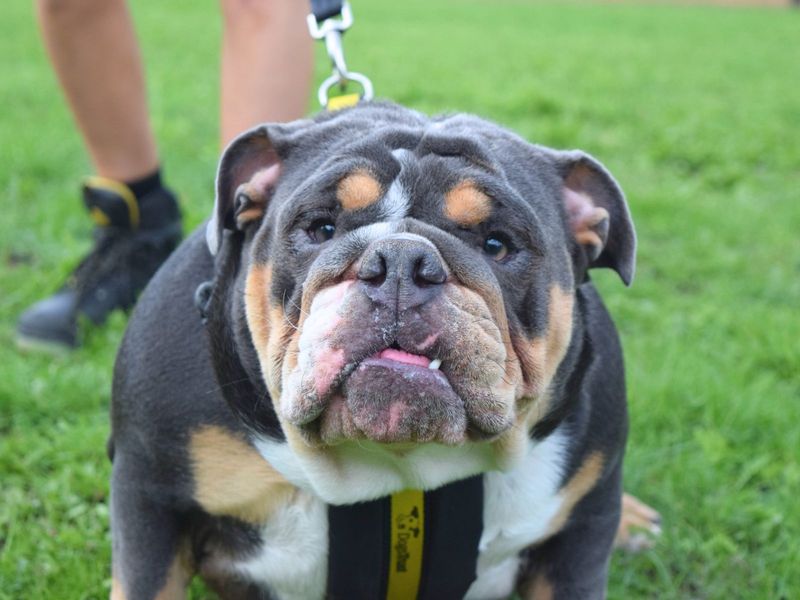 English Bulldog for adoption in Uxbridge, London – 1 year old - Image 2 of 2
