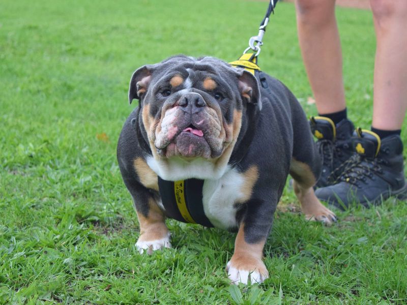 English Bulldog for adoption in Uxbridge, London – 1 year old