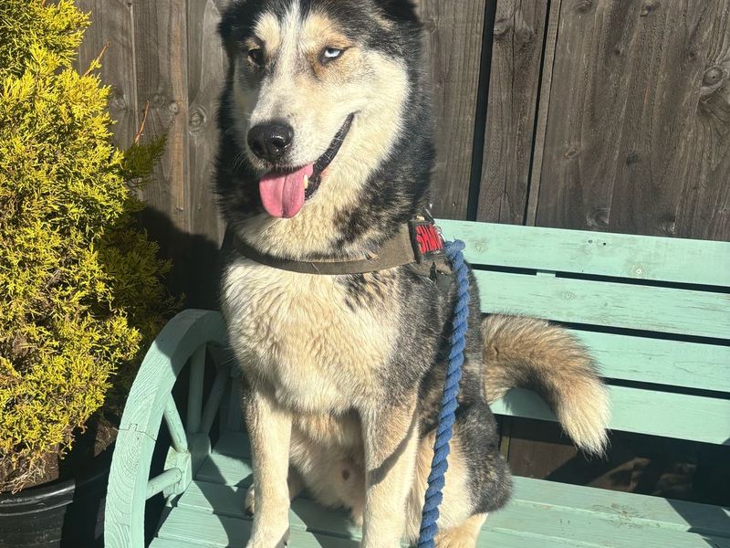 Shadow for sale in , 