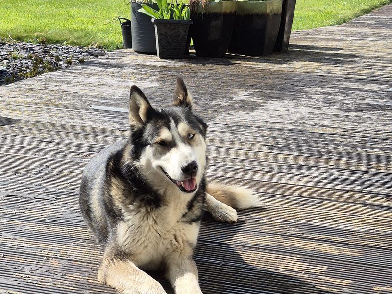 Shadow | Siberian Husky | Cumbria rehoming - 1