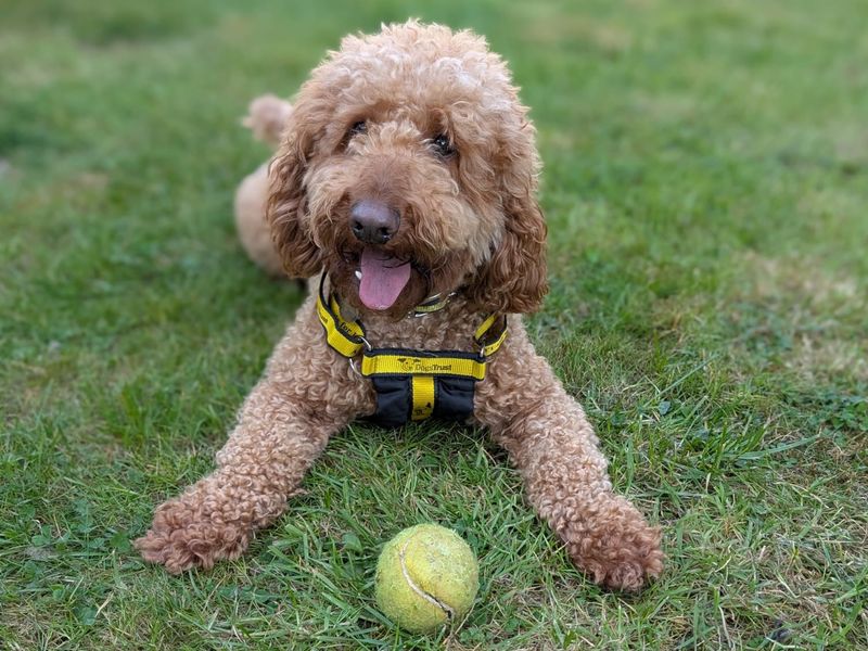Max for sale in Newbury, Berks