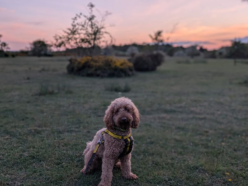 Max for sale in Newbury, Berks - Image 2