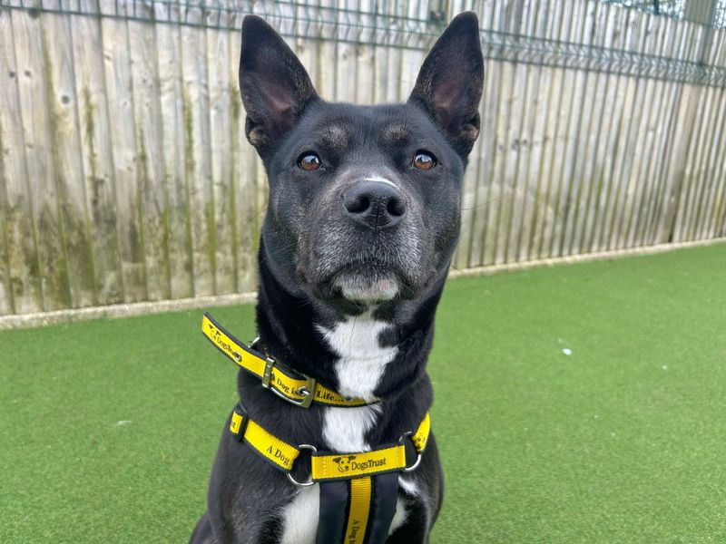 Staffordshire Bull Terrier for adoption in Wickford, Essex – 2 years old - Image 2 of 2