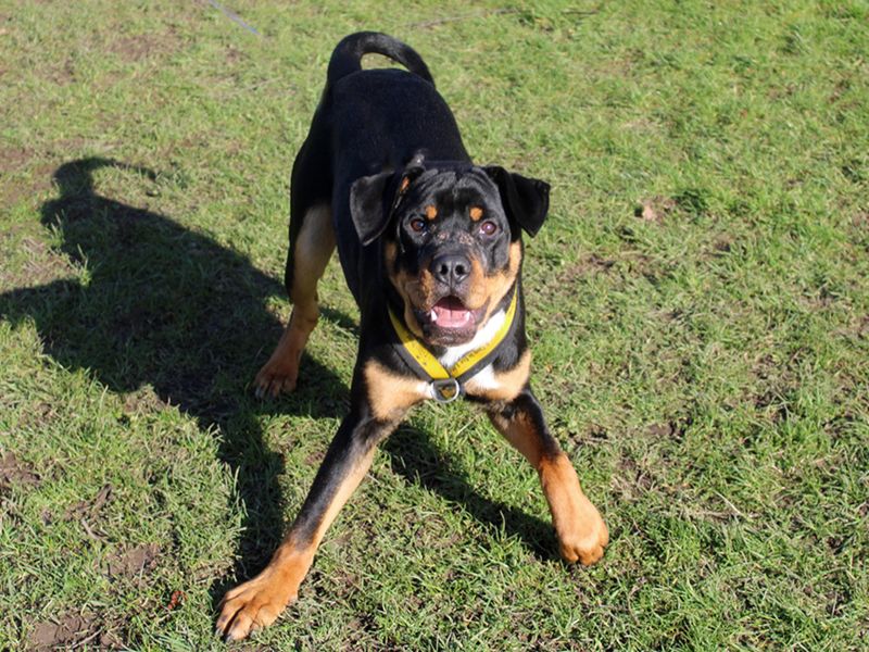 Rottweiler for adoption in Liverpool, Merseyside – 1 year old - Image 2 of 4