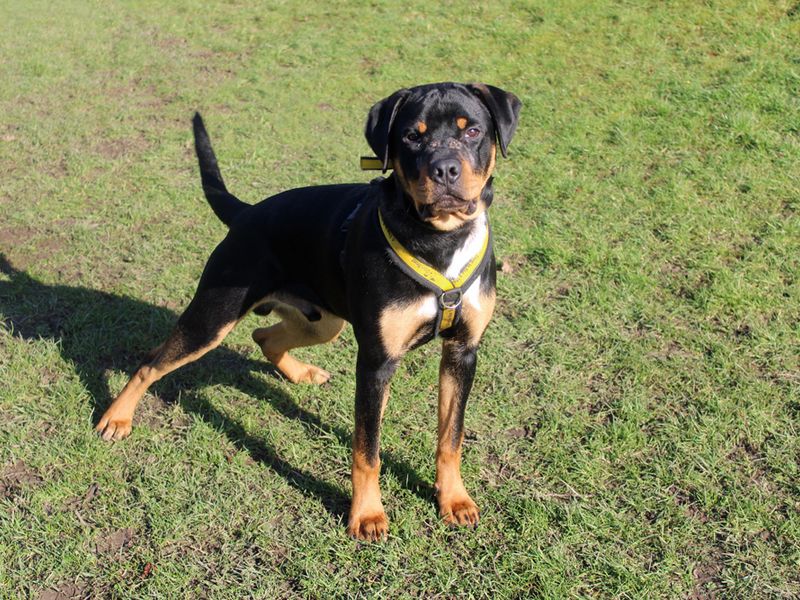 Rottweiler for adoption in Liverpool, Merseyside – 1 year old - Image 3 of 4