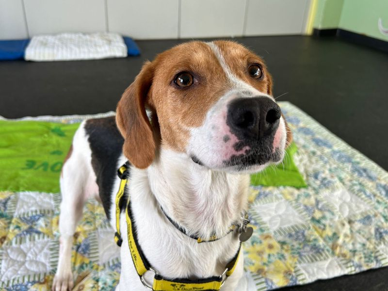 Beagle for adoption in Snetterton, Norfolk – 5 years old - Image 2 of 2