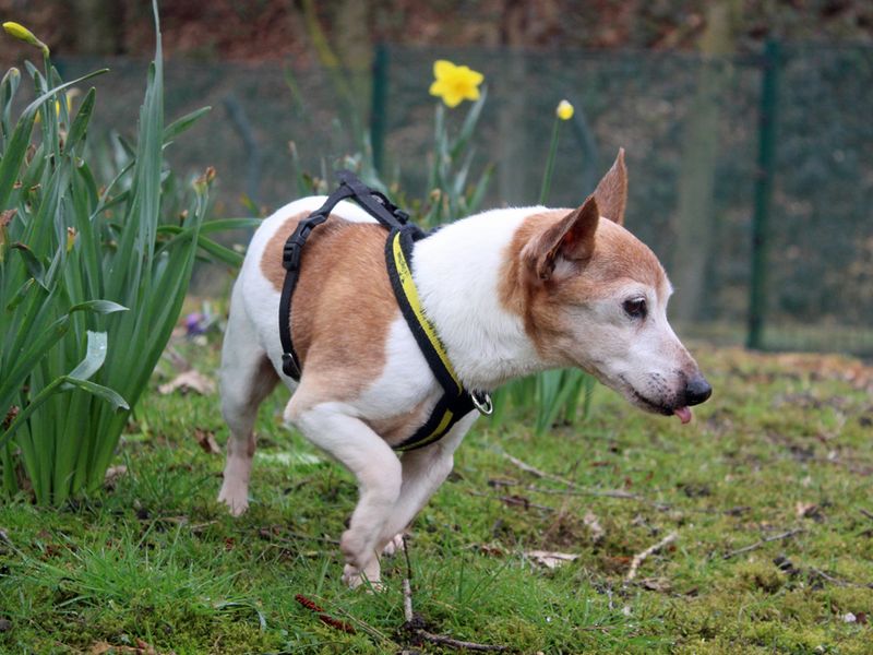 Jack Russell Terrier for adoption in Liverpool, Merseyside – 15 years old - Image 3 of 3