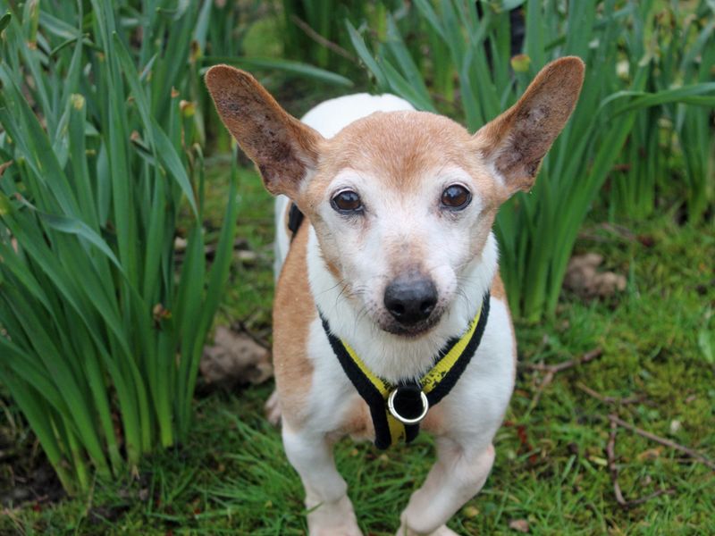Jack Russell Terrier for adoption in Liverpool, Merseyside – 15 years old - Image 2 of 3