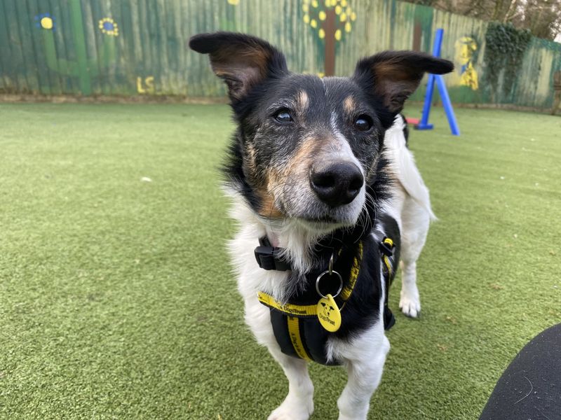 Jack Russell Terrier for adoption in Ilfracombe, North Devon – 13 years old - Image 2 of 4