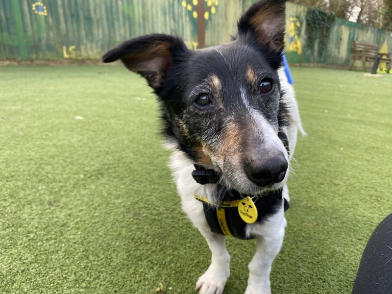 Jack Russell Terrier for adoption in Ilfracombe, North Devon – 13 years old - Image 4 of 4