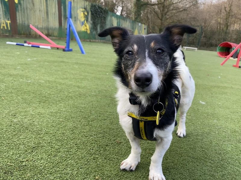 Jack Russell Terrier for adoption in Ilfracombe, North Devon – 13 years old - Image 3 of 4