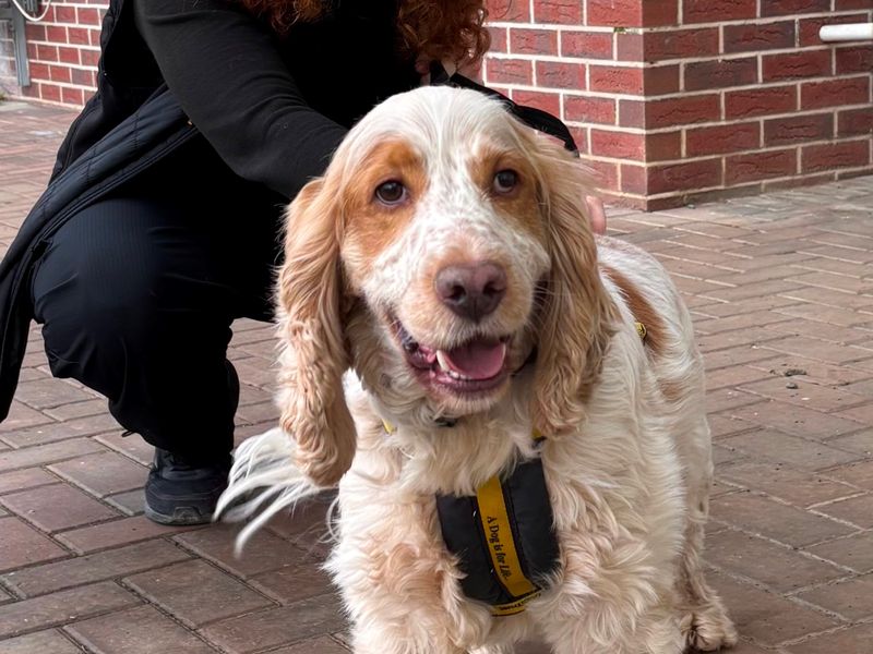 Cocker Spaniel for adoption in Wymeswold, Leicestershire – 5 years old - Image 2 of 2