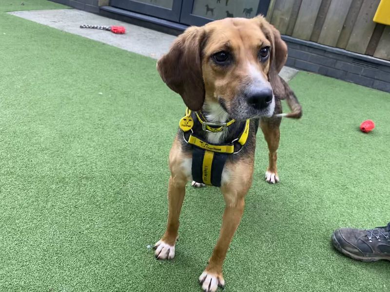 Beagle for adoption in Ilfracombe, North Devon – 3 years old - Image 4 of 4